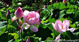 ♧索❤菲♧主播照片