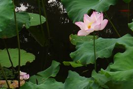 ♧索❤菲♧主播照片