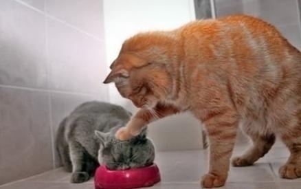 ~~叮当猫的主播照片