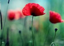 花凋零、风追寻。主播照片