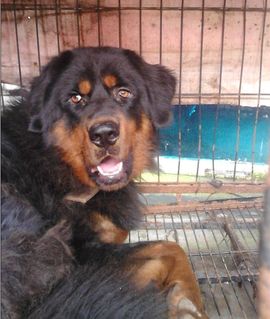 ゞ地桃ゝ主播照片