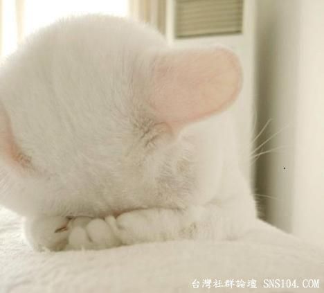 短腿喵(=^ω^=)的主播照片
