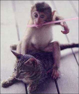 ~~叮当猫的主播照片