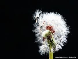 ゛べ精灵⑦﹏雨♡主播照片