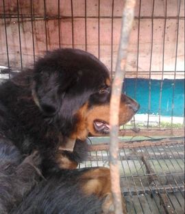 ゞ地桃ゝ主播照片