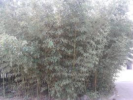 雨中丽人主播照片