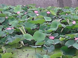 雨中丽人主播照片