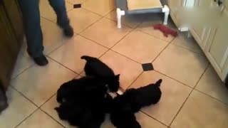喝奶顺时针的小汪