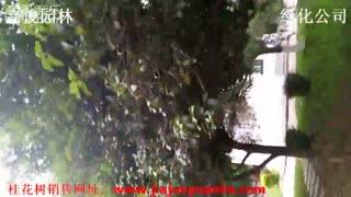 桂花树移栽 桂花树供应 桂花树价格