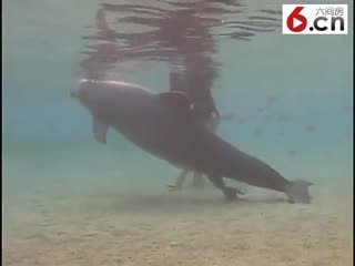 近距离拍摄海豚出生