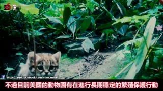 最萌喵星人，世界最珍贵的十大品种猫