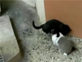兔子和猫不得不说的故事