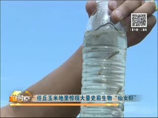 任丘玉米地里惊现大量史前生物仙女虾