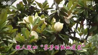 洋玉兰 园林广玉兰 百年广玉兰 优秀种植绿化树