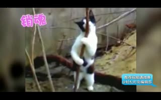猫咪版”钢管舞“