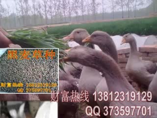 多年生黑麦草种子养殖  牧草养殖羊.mp4