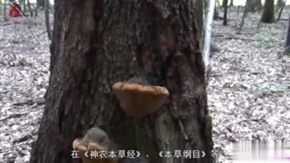 农村山上有一物，是治疗癌症的好帮手