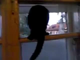 猫咪偷偷学狗叫，被发现之后又改回猫叫的声
