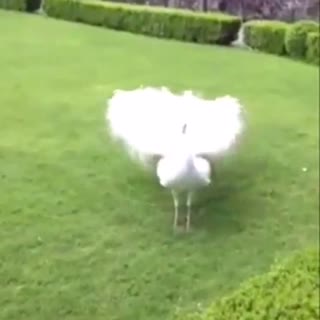 白孔雀 开屏