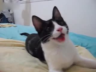 自以为是狗狗超可爱的以色列猫咪 你是只猫好吗