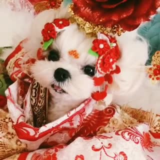 娘娘万福金安
