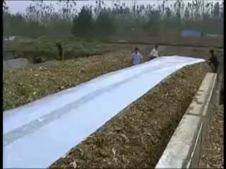 农村秸秆青贮方法，利用秸秆养殖家畜