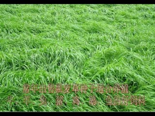 供应鹅吃的草  牧草饲料喂鹅.mp4