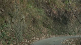 安徽歙县阳产村山路（下山）