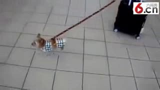 迷你狗狗为主人拉行李箱