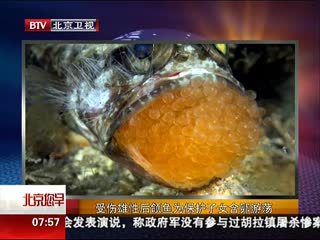受伤雄性后颌鱼为保护子女含卵游荡