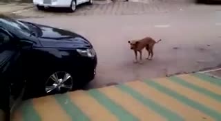 跟着我一起摇摆 一起摇摆