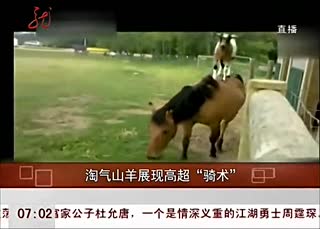 淘气山羊拿小伙伴当坐骑 展现高超骑术