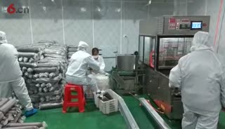 香菇木耳食用菌全自动接种机