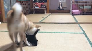 汪星人照顾KITTEN猫