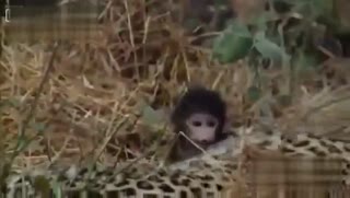 豹杀死一只母猴后发现一只初生小猴，惊人的反应！看哭了，百感交集！