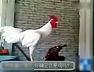 一只打鸣把自己笑到了的公鸡 艾玛 笑疯了