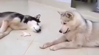 拜拜分你一半