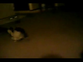 【马申科推荐】搞笑：怎样训练猫猫盖被睡觉