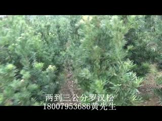 2到3公分罗汉松