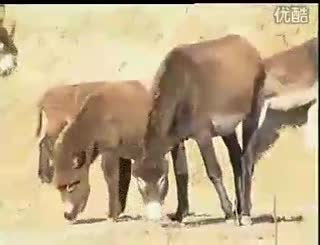 农村养驴-肉驴养殖-幼驴的饲养管理_标清.flv
