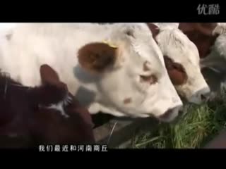 肉牛养殖基地，养牛视频，大型肉牛交易市场