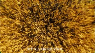 雪花·第一酿造沈阳启动！