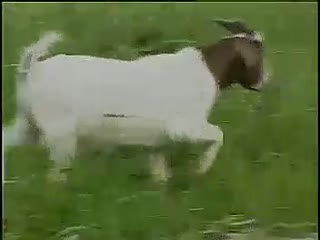 肉羊养殖技术波尔山羊介绍，无角陶赛特羊，萨福克羊.flv