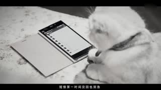 如果有天我不在 喵喵你要好好过