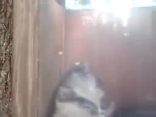 【你肥到我了】 松树在喂鸟器里吃的太胖出不来