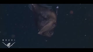  美研究人员拍到深海怪鱼 长相骇人似魔鬼