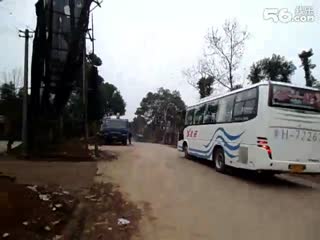 湖南香樟树 道路移植香樟树 高大挺拔香樟树