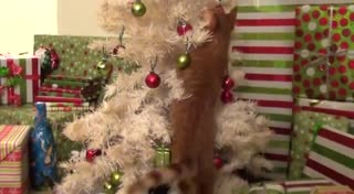 猫咪的十大超能力