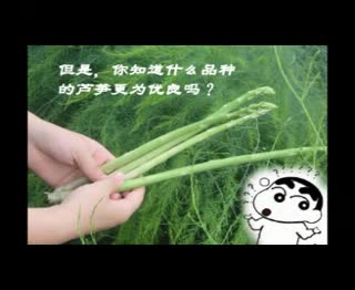 冀芦绿王绿芦笋