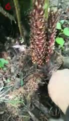 送不老草啦.